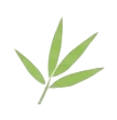 bamboo leaf